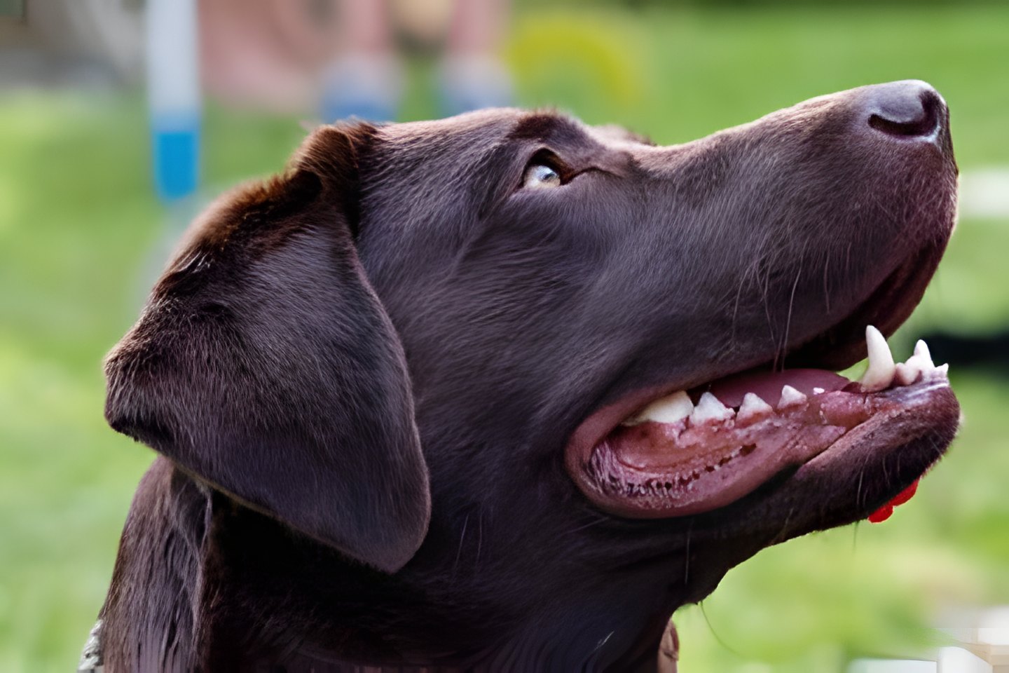 Labrador, upscaled with Upsize