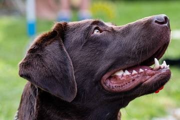 Labrador, original